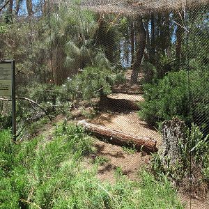 Condor Ridge - Southern Bald Eagle Exhibit