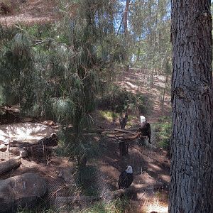Condor Ridge - Southern Bald Eagle Exhibit
