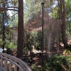 Condor Ridge - Southern Bald Eagle Exhibit