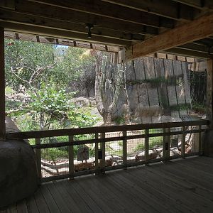 Condor Ridge - Western Harris Hawk Exhibit