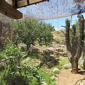 Condor Ridge - Western Harris Hawk Exhibit