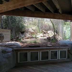 Condor Ridge - Western Burrowing Owl and Others Exhibit