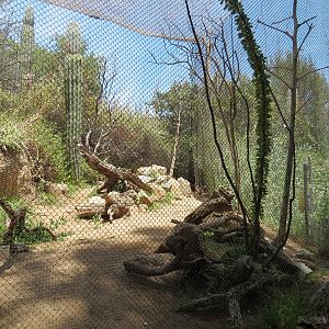 Condor Ridge - Western Burrowing Owl and Others Exhibit