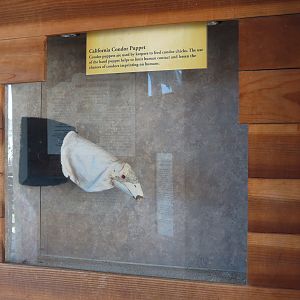 Condor Ridge - California Condor Exhibit