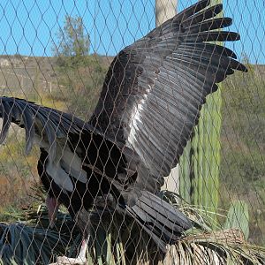 Condor Ridge - California Condor Exhibit