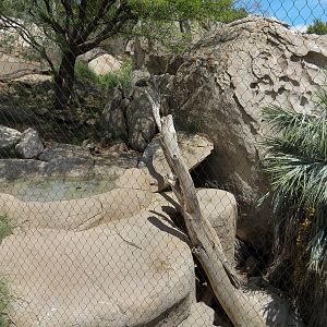 Condor Ridge - California Condor Exhibit