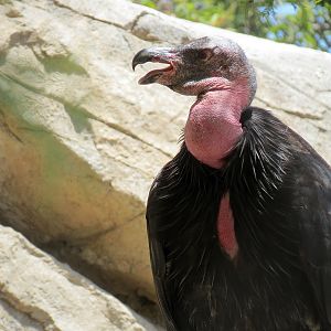 Condor Ridge - California Condor Exhibit