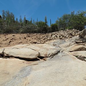 Condor Ridge - Desert Bighorn Exhibit