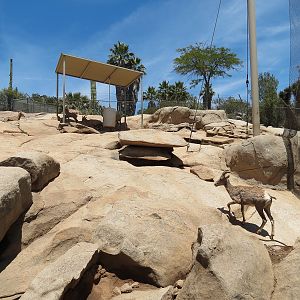 Condor Ridge - Desert Bighorn Exhibit