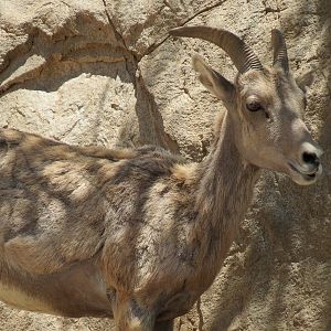 Condor Ridge - Desert Bighorn Exhibit