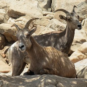 Condor Ridge - Desert Bighorn Exhibit