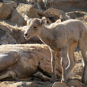 Condor Ridge - Desert Bighorn Exhibit