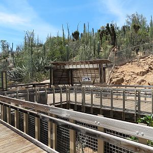 Condor Ridge - Desert Bighorn Exhibit
