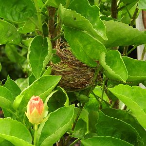 Nest