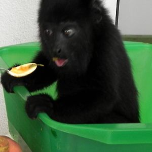 Howler Monkey