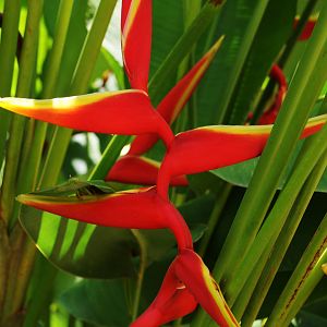 Heliconia