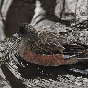 American Wigeon - Alaska