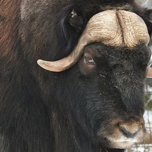 Musk Ox