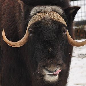 Musk Ox