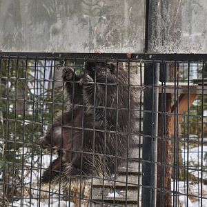 North American Porcupine