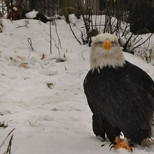 Bald Eagle
