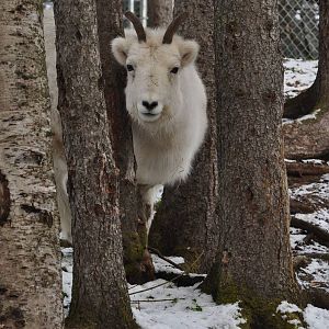 Dall Sheep