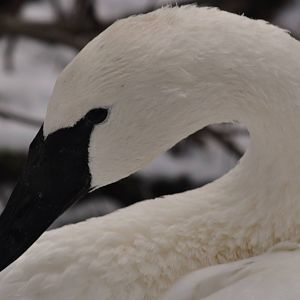 Trumpeter Swan