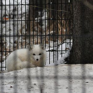 Arctic Fox
