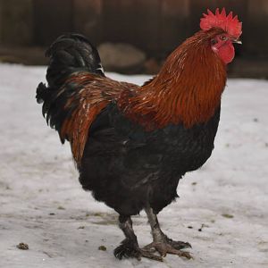 Red Jungle Fowl, descendant of...