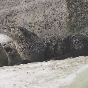 North American River Otter