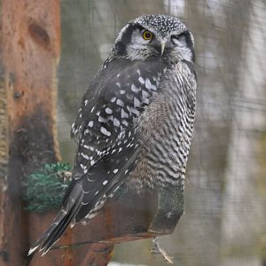 Northern Hawk Owl