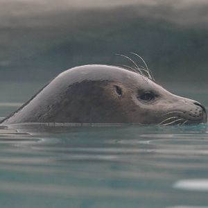 Pacific Harbor Seal