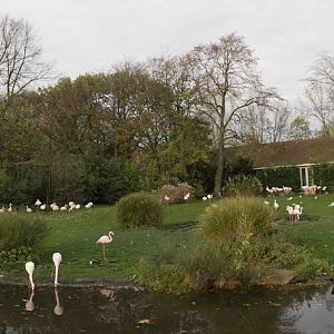 Flamingo enclosure panorama