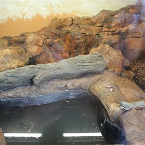 Giant otter indoor accomodation. 31-10-15