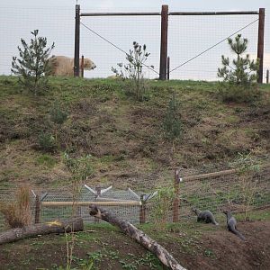 Face off between Giant otters and Victor the polar bear 31-10-15