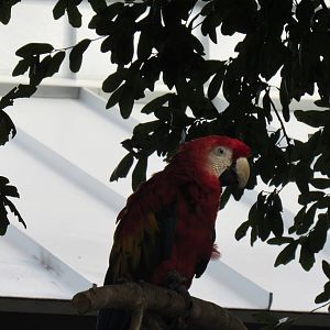 Scarlet Macaw