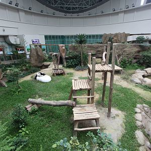 Panda exhibit