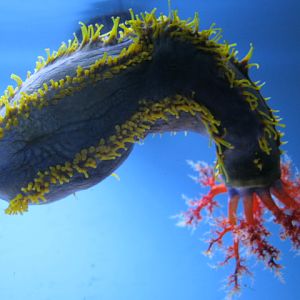 Clown Sea Cucumber 2015