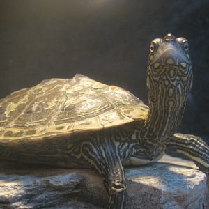 Reeves Terrapin 2015