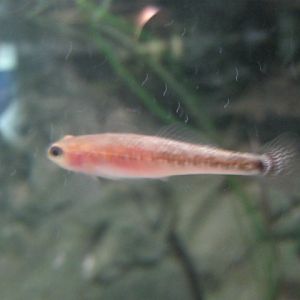 Id required please anyone ?