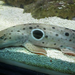 Epaulette Shark 2015