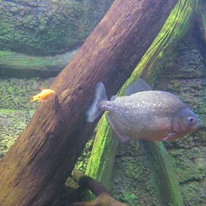 Piranha and Rosy Barbs! 2015