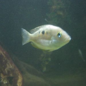 Yellow Chromids 2015