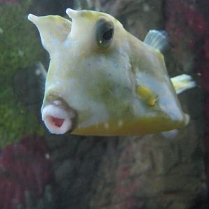 Long-Horned Cowfish 2015