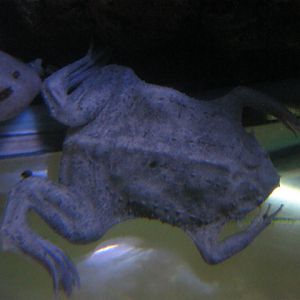 Surinam Toad Pipa pipa 2015