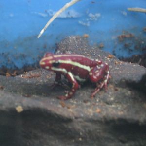 Phantasmal Poison Dart Frog 2015