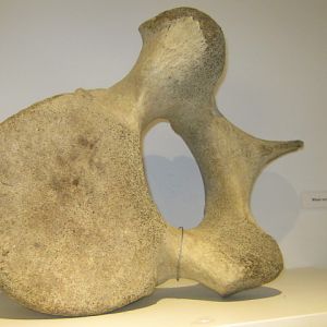 Portsmouth Natural History Museum 2015