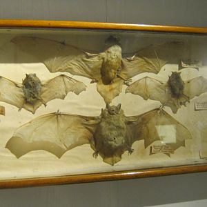 Native Bat collection, Portsmouth Nat Hist Museum 2015