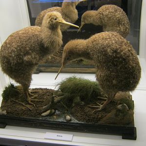 Kiwis - Portsmouth Nat Hist Museum 2015