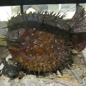Very large Pufferfish - Portsmouth Nat Hist Museum 2015